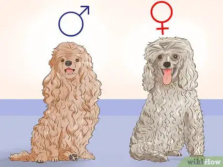 Image titled Choose a Poodle for Breeding Step 4