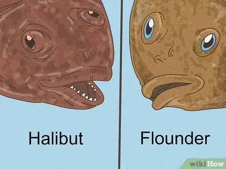 Image titled Flounder vs Halibut Step 6