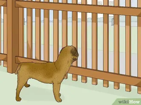 Image titled Identify a Border Terrier Step 10