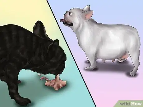 Image titled Breed French Bulldogs Step 6