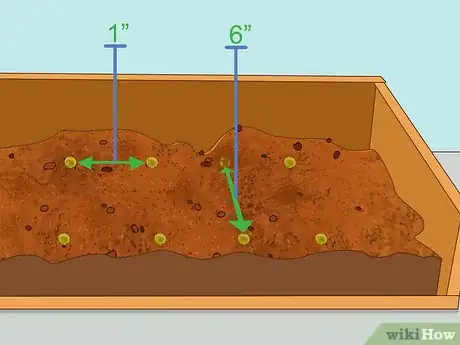 Image titled Grow Lentils Step 7