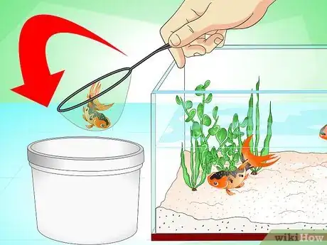 Image titled Save a Dying Goldfish Step 1