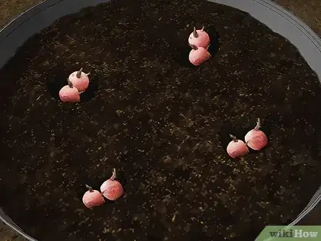 Image titled Grow Red Potatoes Step 13