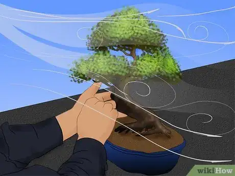 Image titled Care for a Chinese Elm Bonsai Tree Step 3