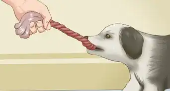 Exercise a Border Collie Puppy