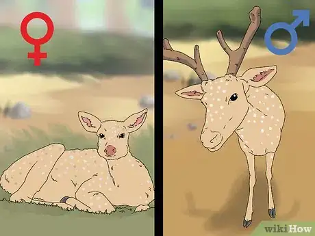 Image titled Age a Deer Step 1