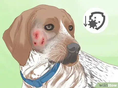 Image titled Diagnose and Treat Your Dog's Itchy Skin Problems Step 10