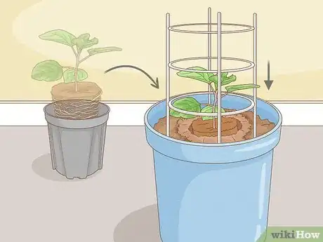 Image titled Grow Eggplants in Pots Step 20