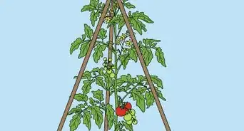 Support Tomato Plants in Pots