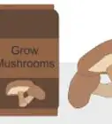 Grow Mushrooms Indoors