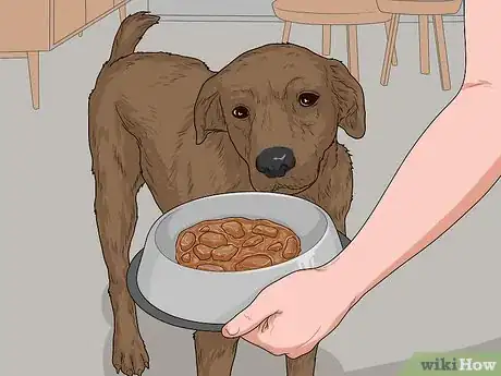 Image titled Feed a Sick Dog Step 10