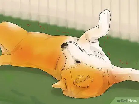 Image titled Care for an Akita Inu Dog Step 16