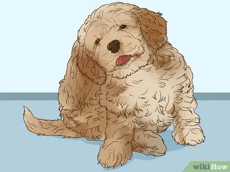 Image titled Clean Cockapoo Ears Step 6