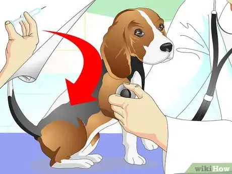 Image titled Care for Beagles Step 1