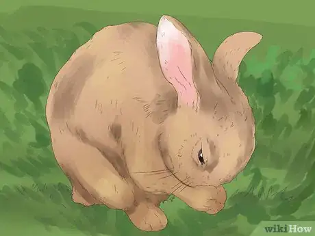 Image titled Understand Your Rabbit Step 6