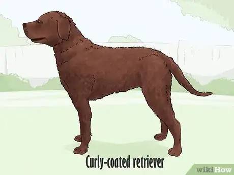 Image titled Identify a Golden Retriever Step 18