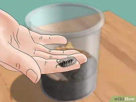 Image titled Look After a Pet Woodlouse Step 9