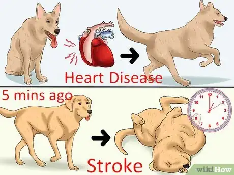 Image titled Recognize a Stroke in Dogs Step 2