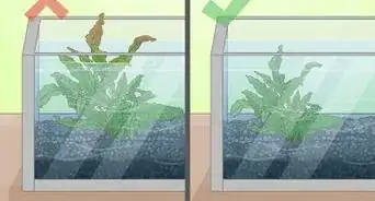 Grow Freshwater Aquarium Plants