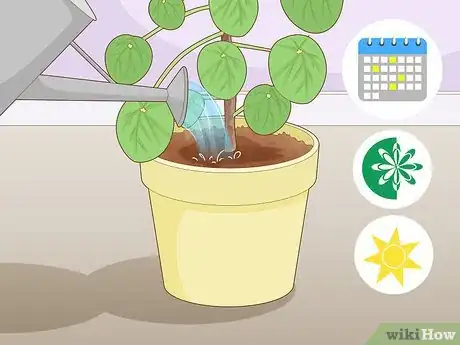 Image titled Take Care of a Chinese Money Plant Step 4