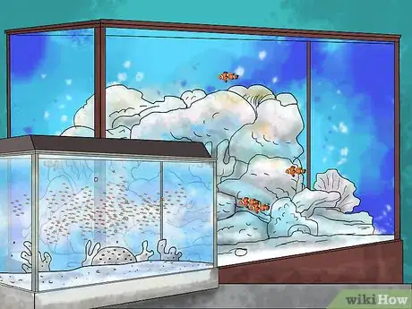 Image titled Breed Clownfish Step 11
