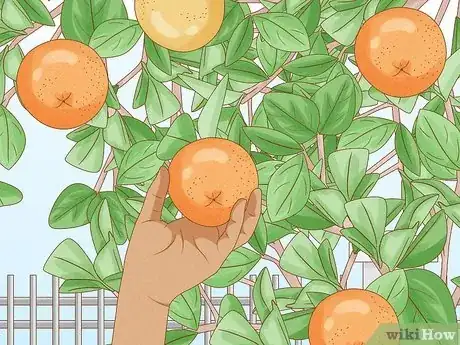 Image titled Grow Citrus Fruits Step 20