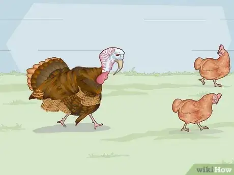 Image titled Sex Turkeys Step 10