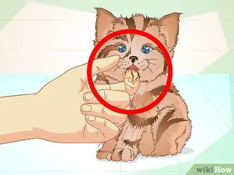 Image titled Get a Sick Kitten to Eat Step 7