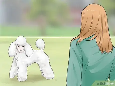 Image titled Care for a Toy Poodle Step 24