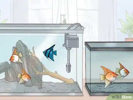 Image titled Breed Angelfish Step 10