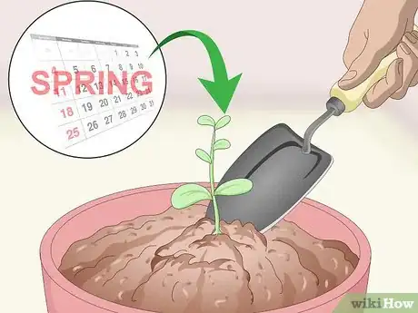 Image titled Germinate Tree Seeds Step 17