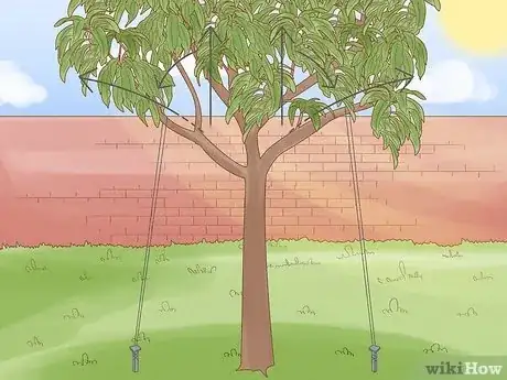 Image titled Prune a Mango Tree Step 4