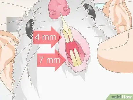 Image titled Know if Your Rat's Teeth Are Too Long Step 2