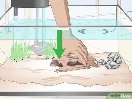 Image titled Keep Parrot Cichlids Step 5