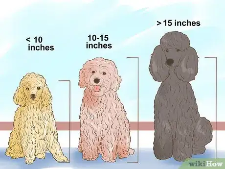 Image titled Choose a Poodle for Breeding Step 6