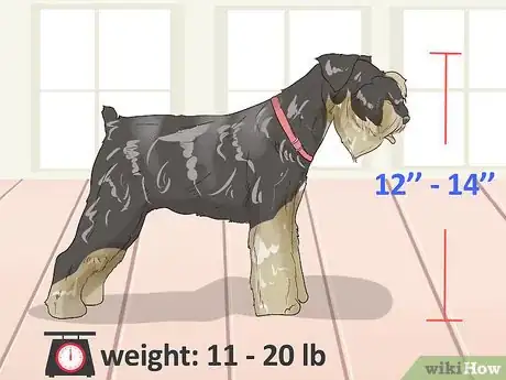 Image titled Identify a Miniature Schnauzer Step 1