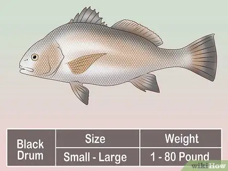 Image titled Create a Setup for Inshore Fishing Step 27