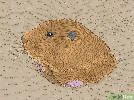 Image titled Gopher vs Groundhog Step 7