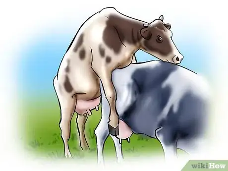 Image titled Artificially Inseminate Cows and Heifers Step 1