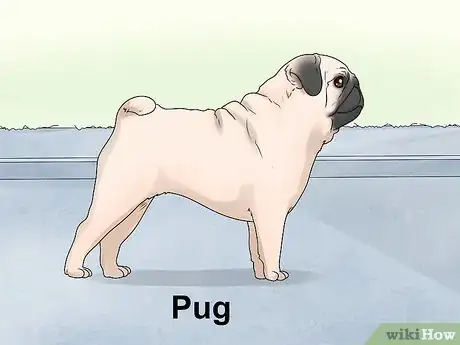 Image titled Identify a Mastiff Step 22