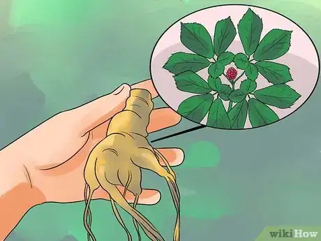 Image titled Hunt for Wild Ginseng Step 5