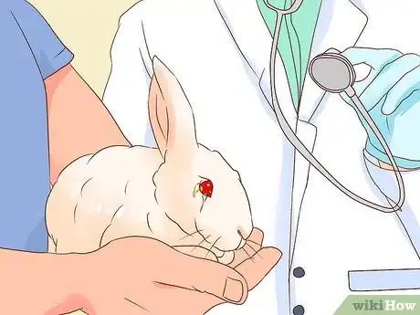Image titled Deal with a Sick Rabbit Step 16