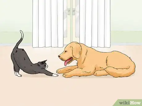 Image titled Identify a Golden Retriever Step 13