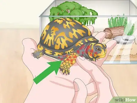 Image titled Care for an Eastern Box Turtle Step 20