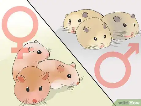 Image titled Breed Syrian Hamsters Step 29