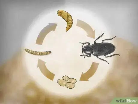 Image titled Breed Mealworms Step 6