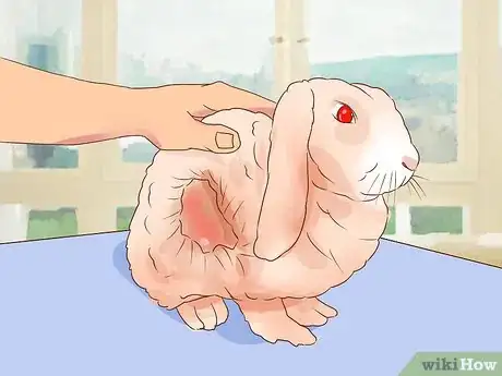 Image titled Deal with a Sick Rabbit Step 17