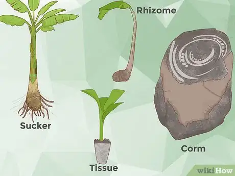 Image titled Grow Banana Plants Step 6