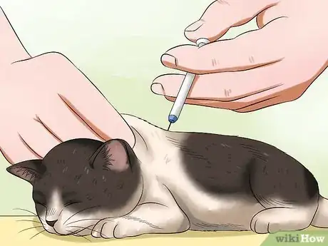 Image titled Give Newborn Kittens Away Step 4