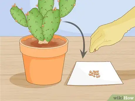 Image titled Propagate a Cactus Step 12